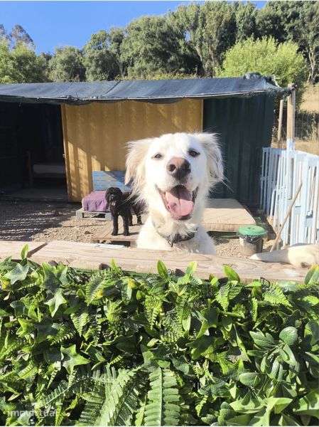 Creche cães com trespasse - Grande imagem: 4/6
