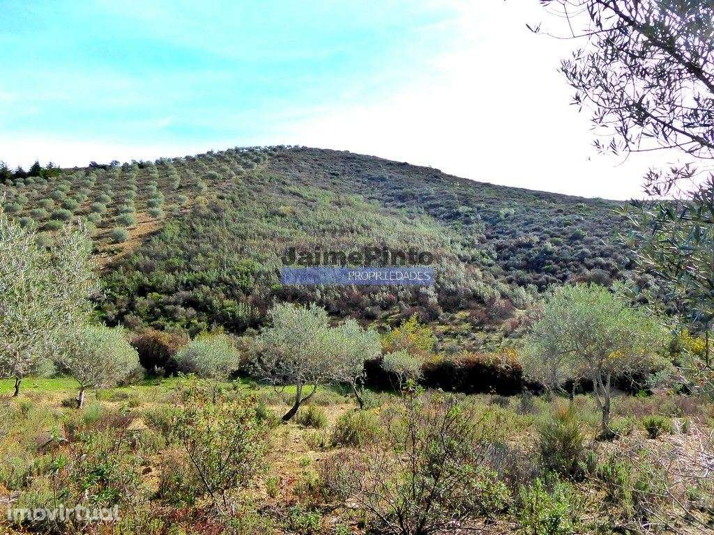 TERRENO AGRÍCOLA 104.000m2 para plantações novas. Portugal, ALFÂNDE... - Grande imagem: 3/9