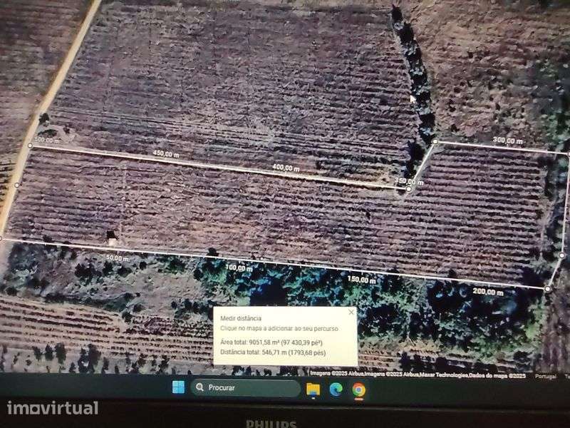 Vinha abandonada na bairrada - Grande imagem: 5/7