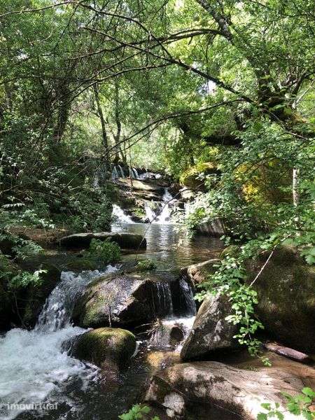 Arrenda-se Quinta Exclusiva 25ha | 1km margem de Rio Mondego - Grande imagem: 2/11