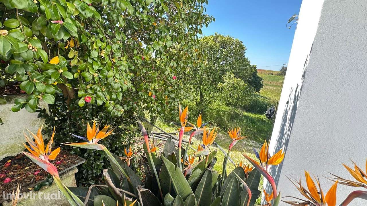 Quinta T3 com 3.780m2 Terreno, Pomar, Poço e Tranquilidade a 50 minuto - Grande imagem: 5/46