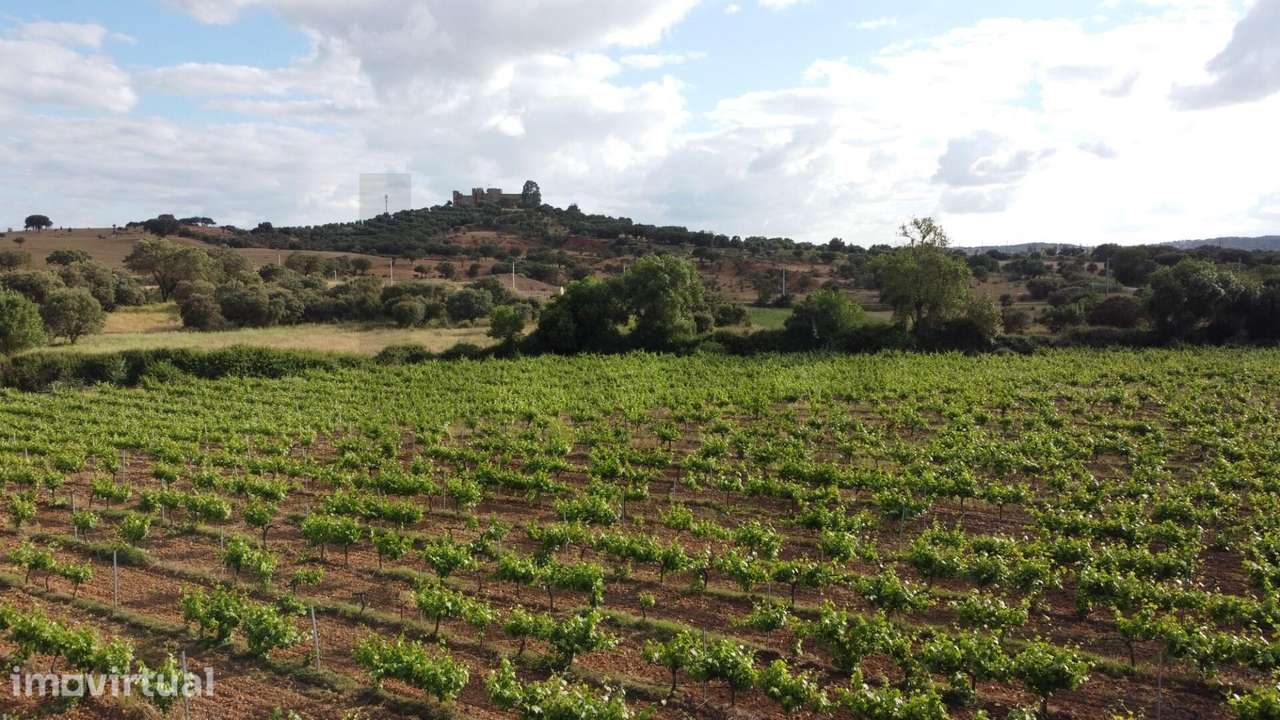 Herdade dos Barros em Terena: Terreno com 9,1 ha, Vinha Ativa e Viabil - Grande imagem: 2/18