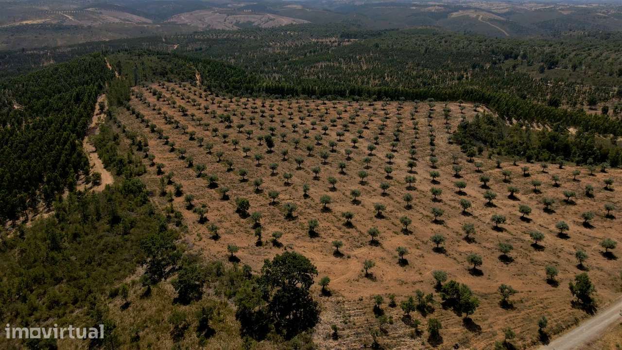 194,45 Hectares | 1 km de Frente Privada para o Rio Tejo | Portugal - Grande imagem: 3/29