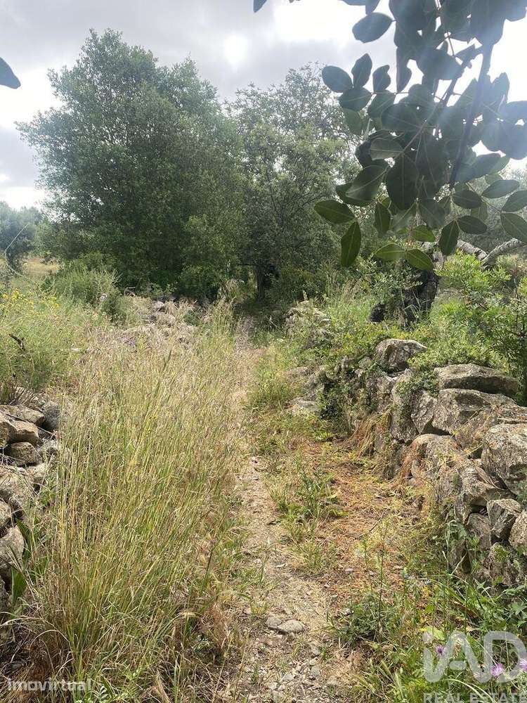 Terreno Agrícola em Santa Bárbara de Nexe - Grande imagem: 2/9