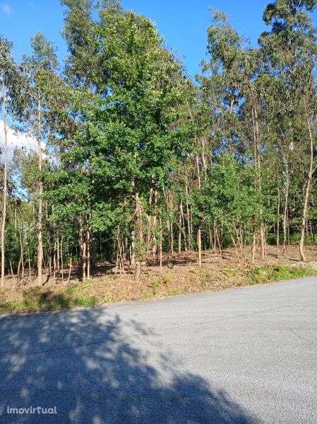 Este terreno, de 1.200 m2, próximo da Avicasal, São Pedro do Sul - Grande imagem: 5/5