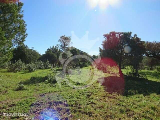 Terreno rústico com pinhal 8ha - Grande imagem: 2/8