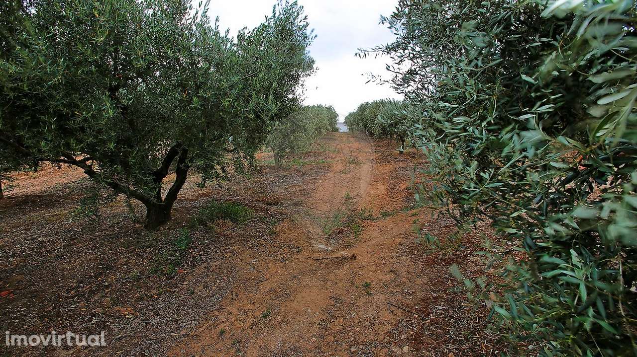 Quinta T8 para venda - Grande imagem: 2/42