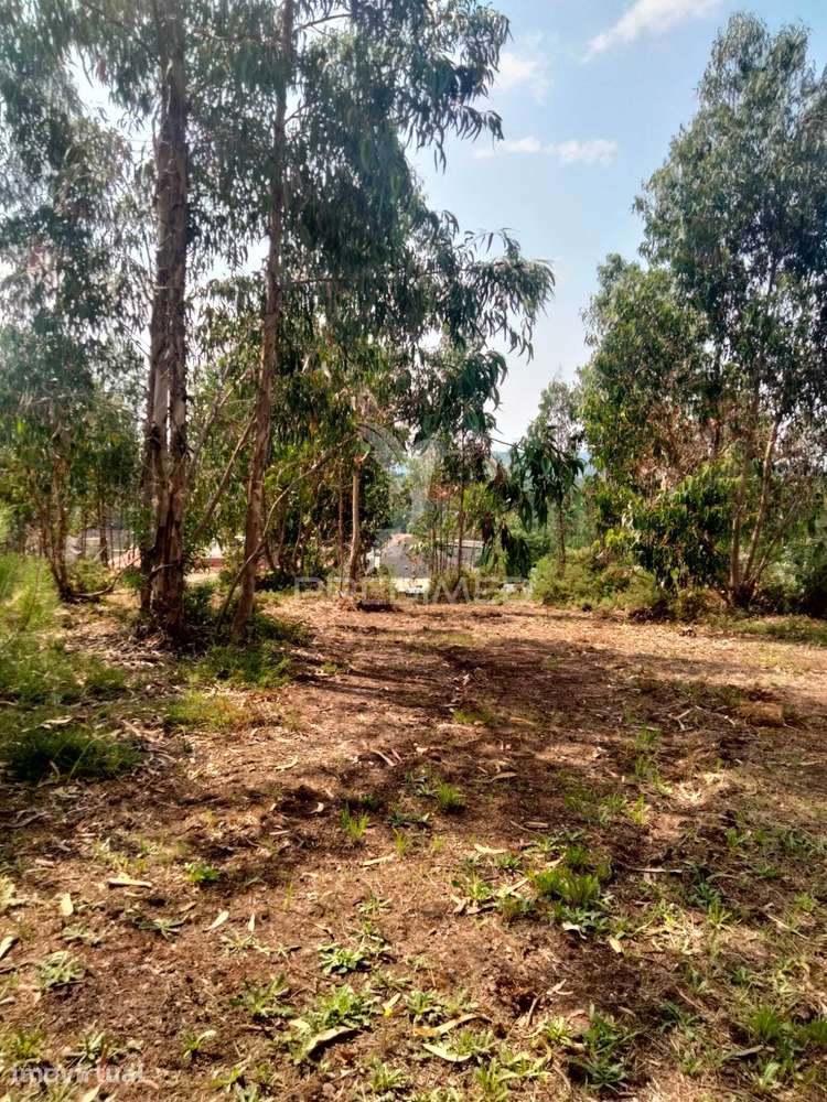 Terreno para Construção em Canedo – Santa Maria da Feira - Grande imagem: 3/3