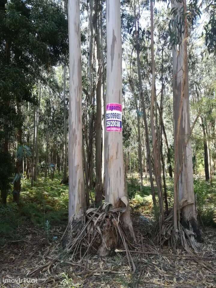 Terreno Rústico em Avanca, Aveiro - Grande imagem: 3/6