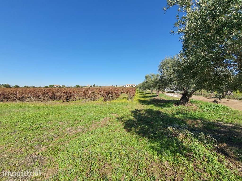 Terreno com 3,6 ha de vinha em Reguengos de Monsaraz - Grande imagem: 5/9