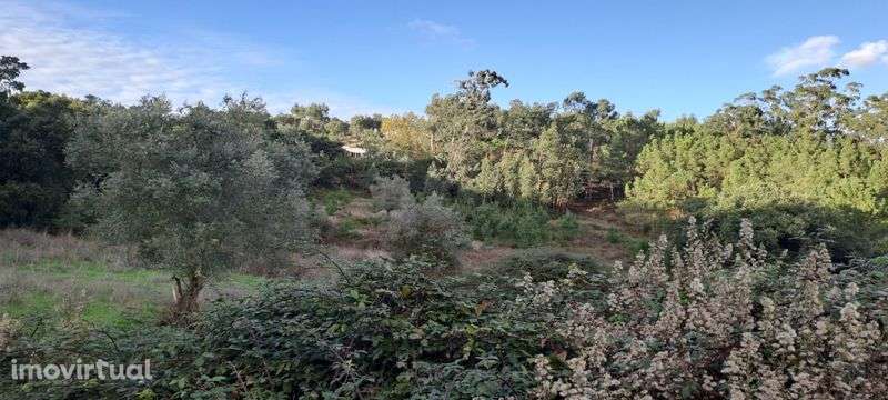 espectacular LOUSA LOURES 1.6 hectares a 15 min da capital Lisboa - Grande imagem: 2/6