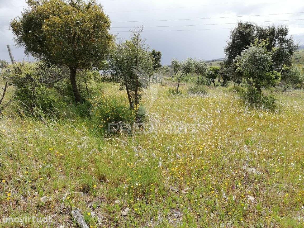 Terreno Rústico em Montalvão - Grande imagem: 3/5