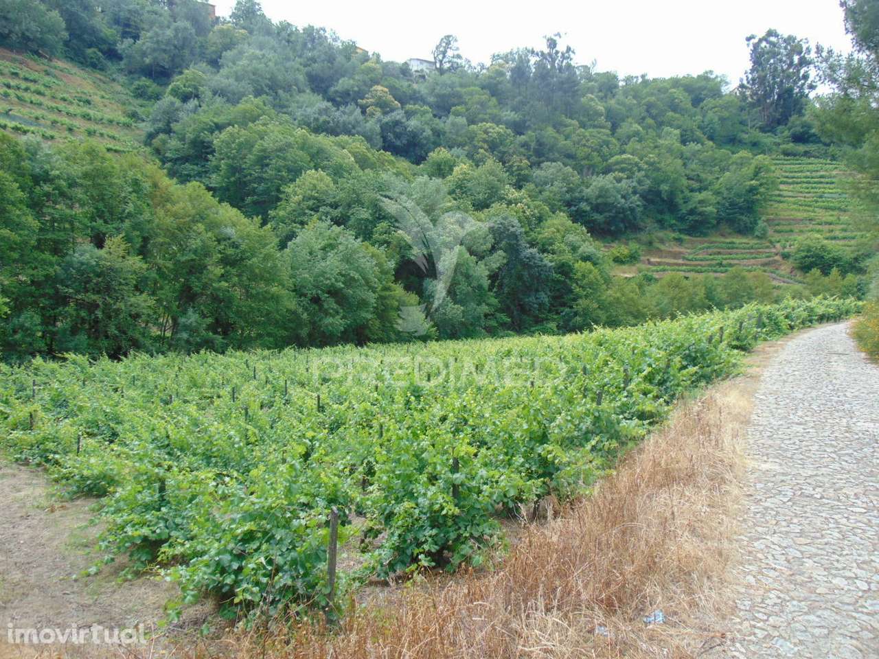 Quinta c/ vinha em produção em Santa Marta de Penaguião - Grande imagem: 3/33