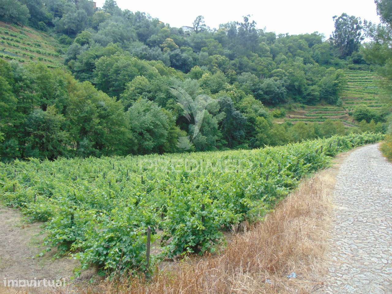 Quinta c/ vinha em produção em Santa Marta de Penaguião - Grande imagem: 3/33