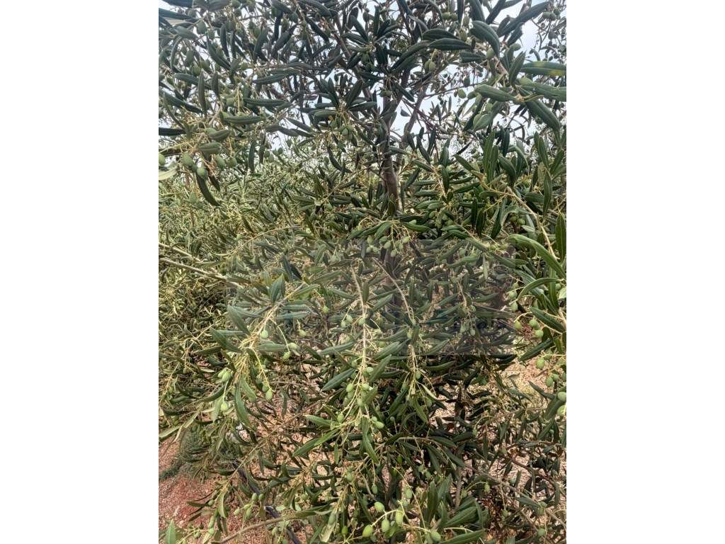 Venda de Sociedade Agrícola com Olival Superintensivo de Elevada Re... - Grande imagem: 2/21