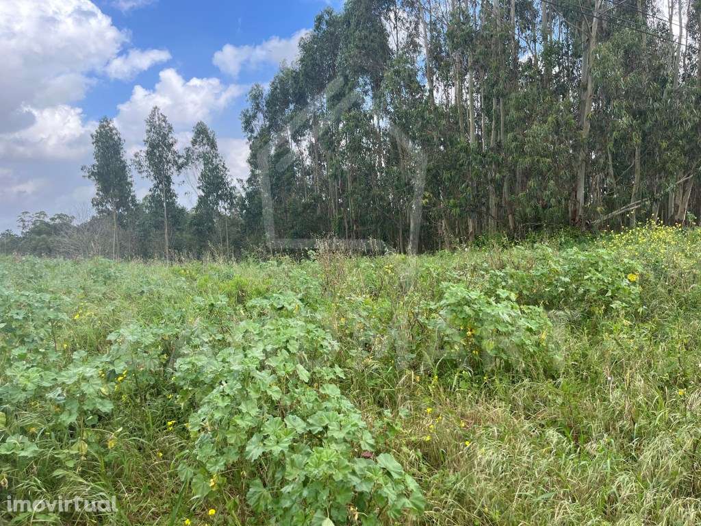 Terreno, São Clemente - Grande imagem: 4/7