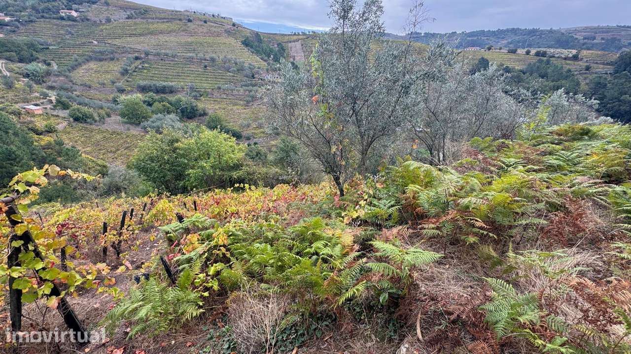 Quinta em Sedielos, Peso da Régua - Grande imagem: 4/15