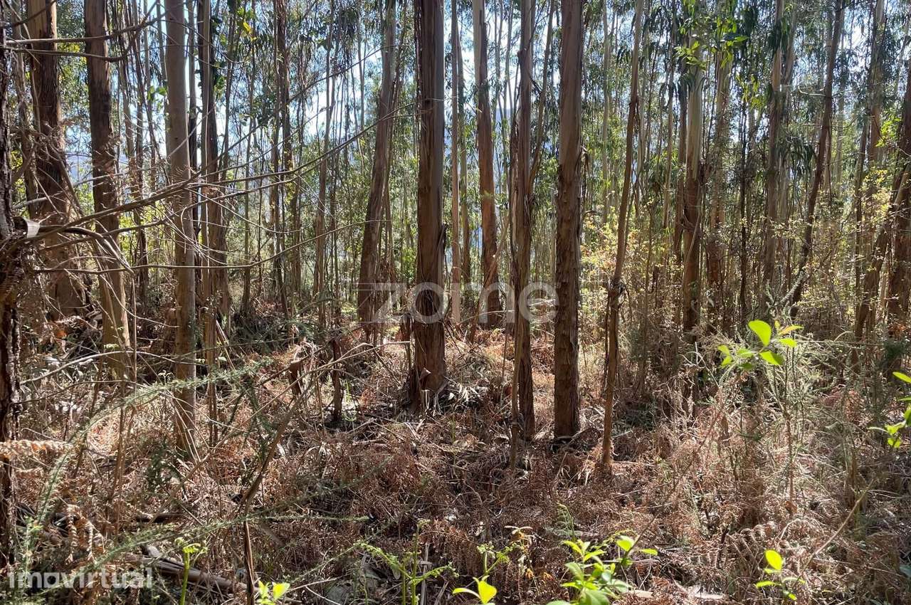 Terreno Rustico com 4500 m2 - Outeirinho - Cerva - Grande imagem: 5/17