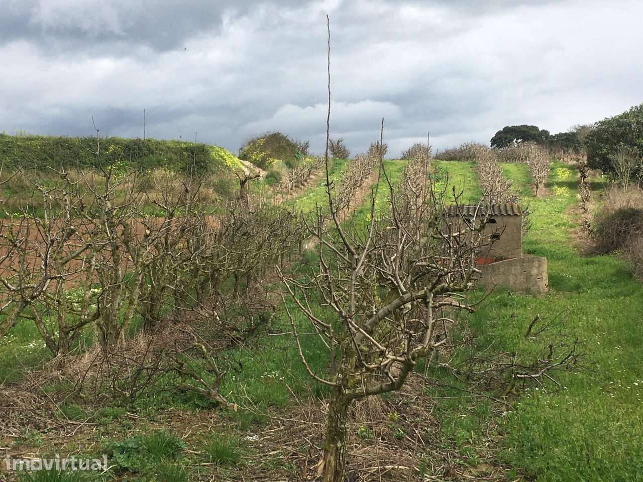 Terreno Agrícola com Pereiras Plano com Irrigação - Grande imagem: 2/26