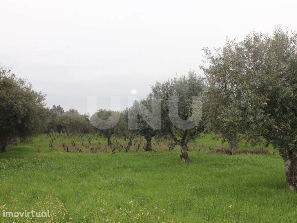 Terreno Rústico para Venda em Escalos de Cima. - Grande imagem: 5/14