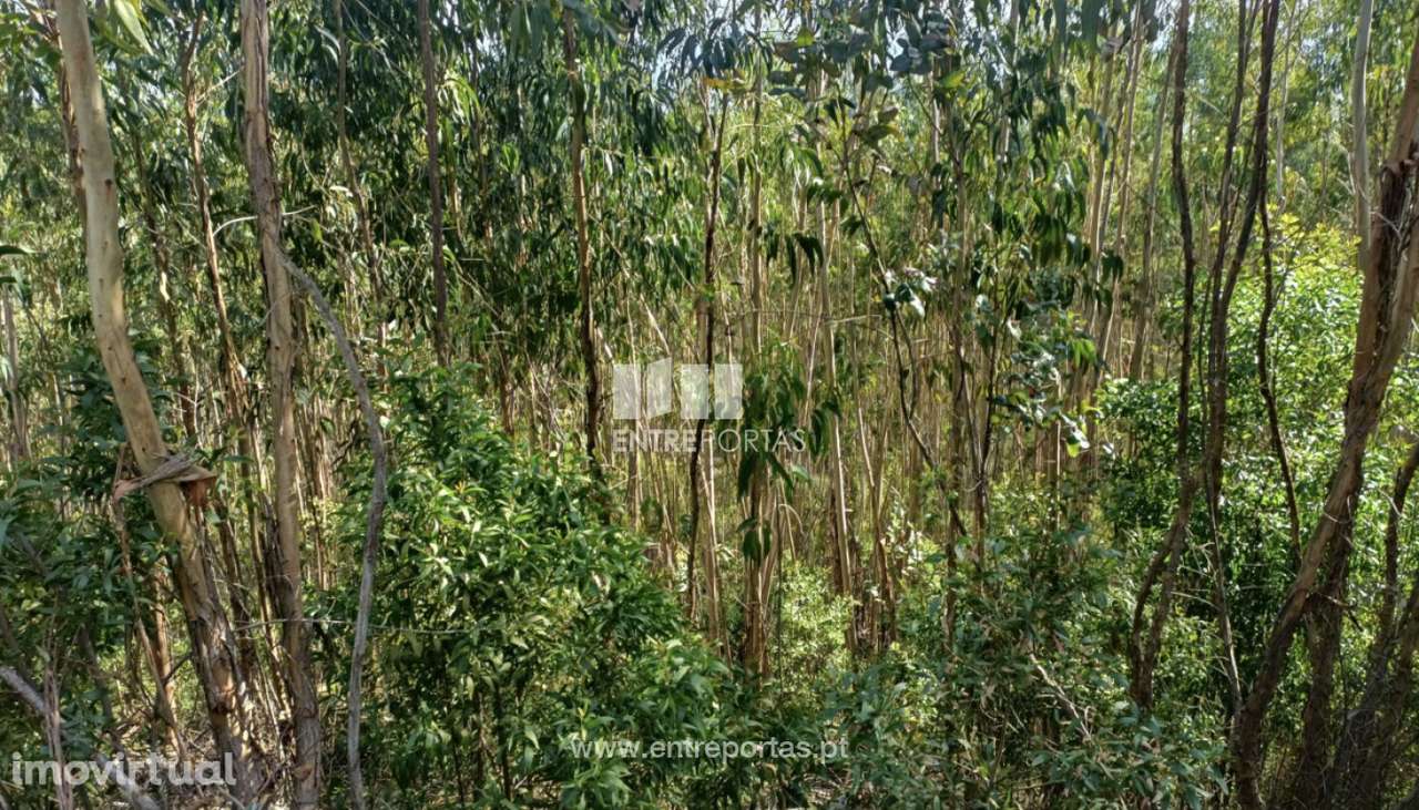 Venda Terreno  Vila Cova Penafiel - Grande imagem: 4/16