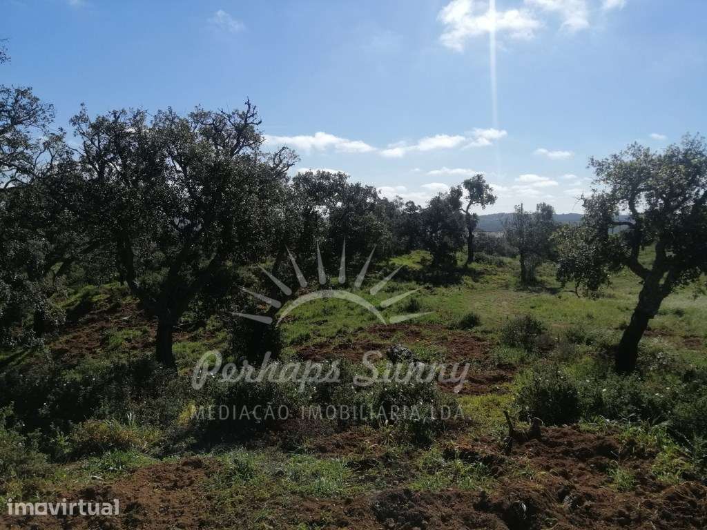 Propriedade Mista - Serra de Grândola- Melides - Grande imagem: 2/27