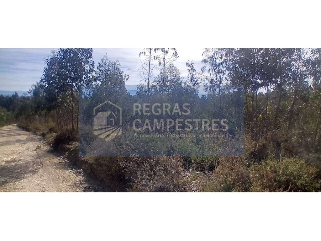 TERRENO RÚSTICO (FLORESTAL) - QUINHÃO HEREDITÁRIO
SANTO ANDRÉ - VI... - Grande imagem: 4/8