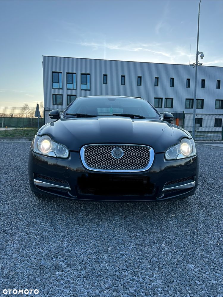 Jaguar Inny - 2