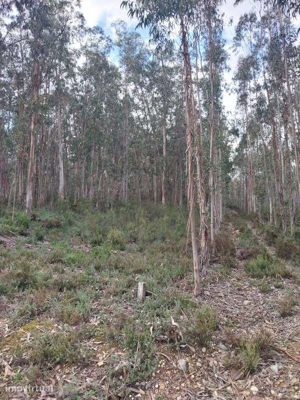 Terreno  para venda - Grande imagem: 5/6