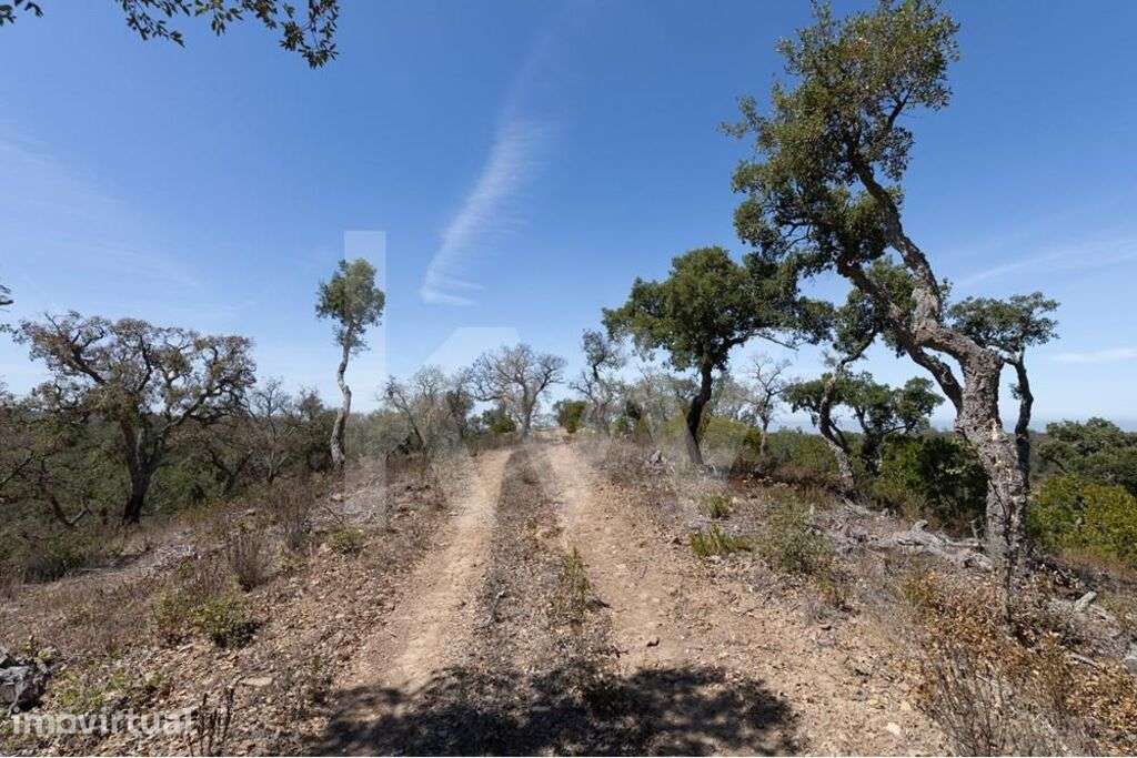 Terreno à Venda em São Francisco da Serra | 17,125 Hectares de Montado - Grande imagem: 5/21