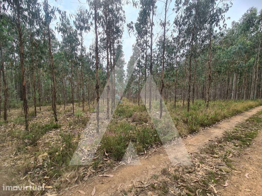 Terreno Industrial em Pinheiro da Bemposta - Grande imagem: 4/7