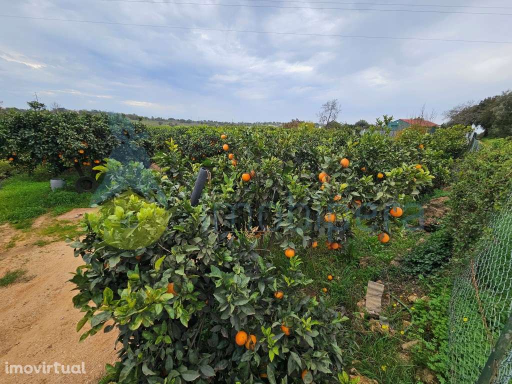 Terreno com pomar e alfaias!
Grande oportunidade de adquirir esta ... - Grande imagem: 2/16