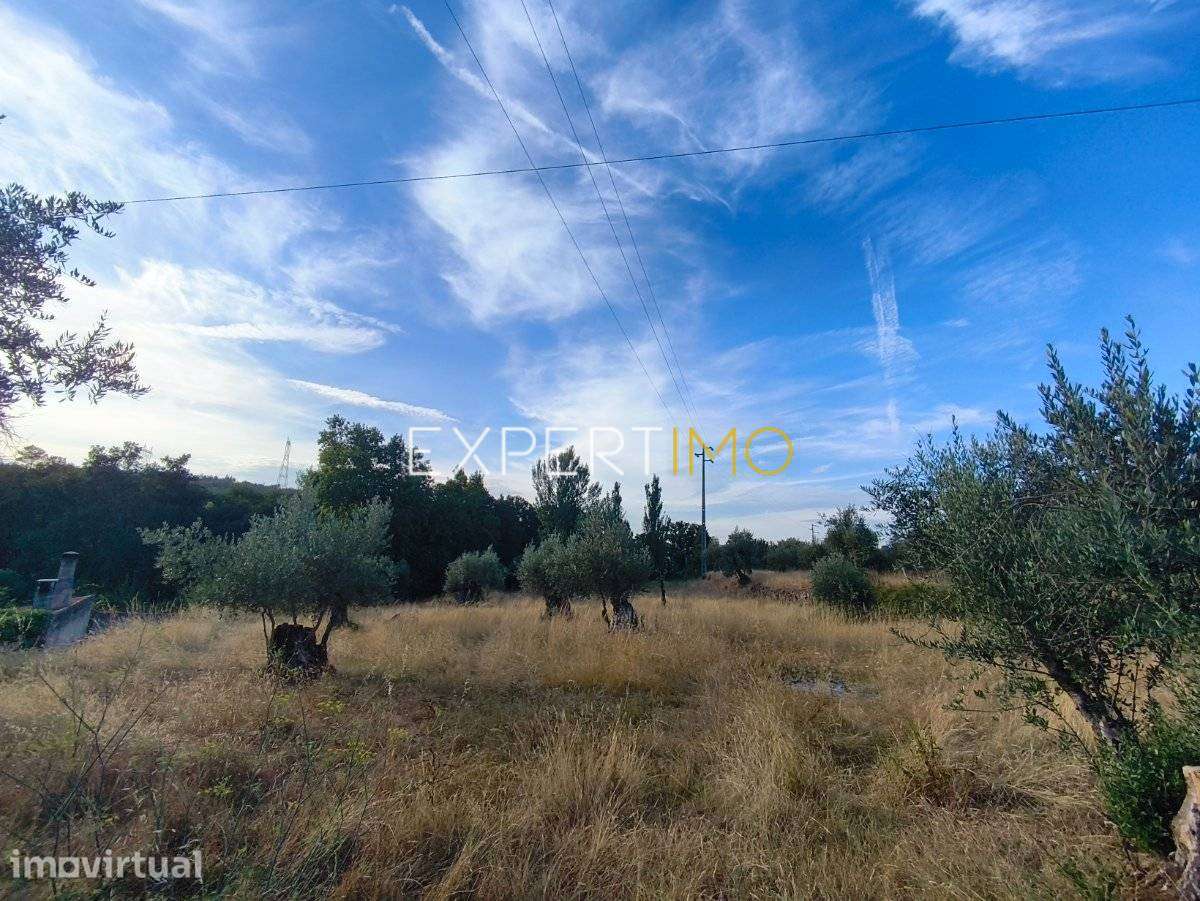 Terreno de 2.485 m² com Olival, Muro de Granito e Potencial de... - Grande imagem: 5/7