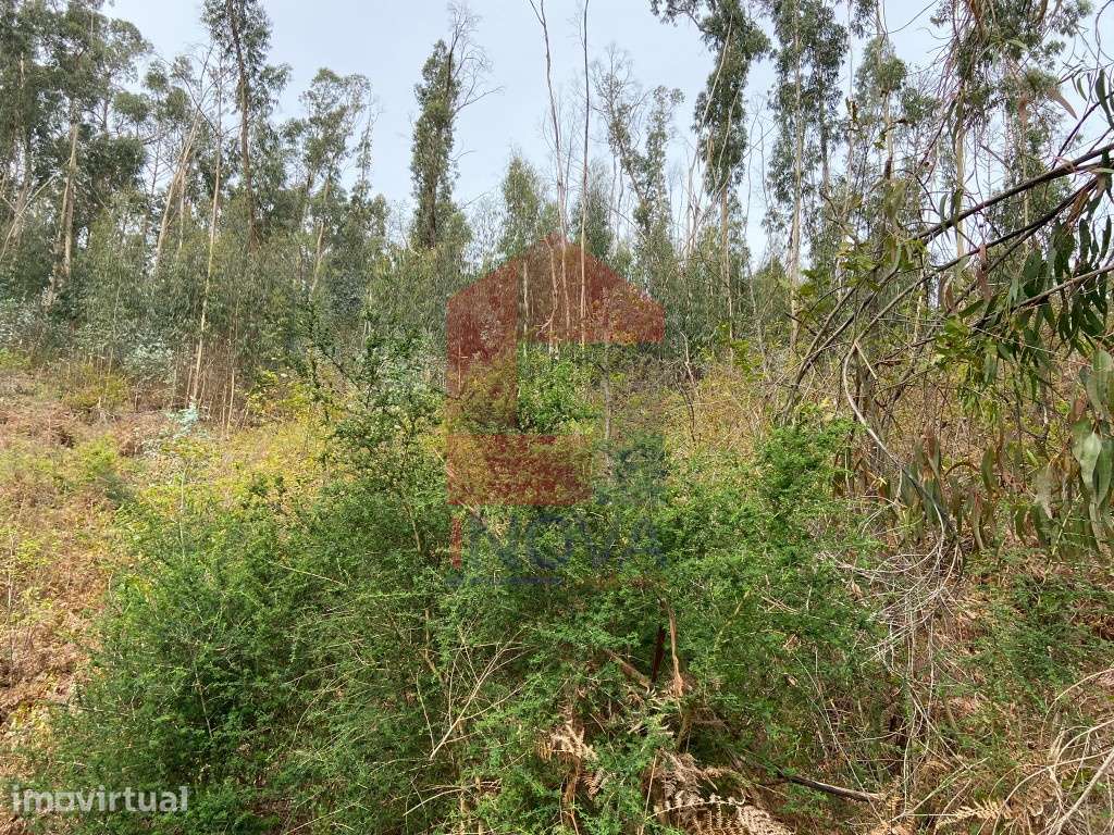 Terreno florestal em Penascais, Vila Verde - Grande imagem: 4/22