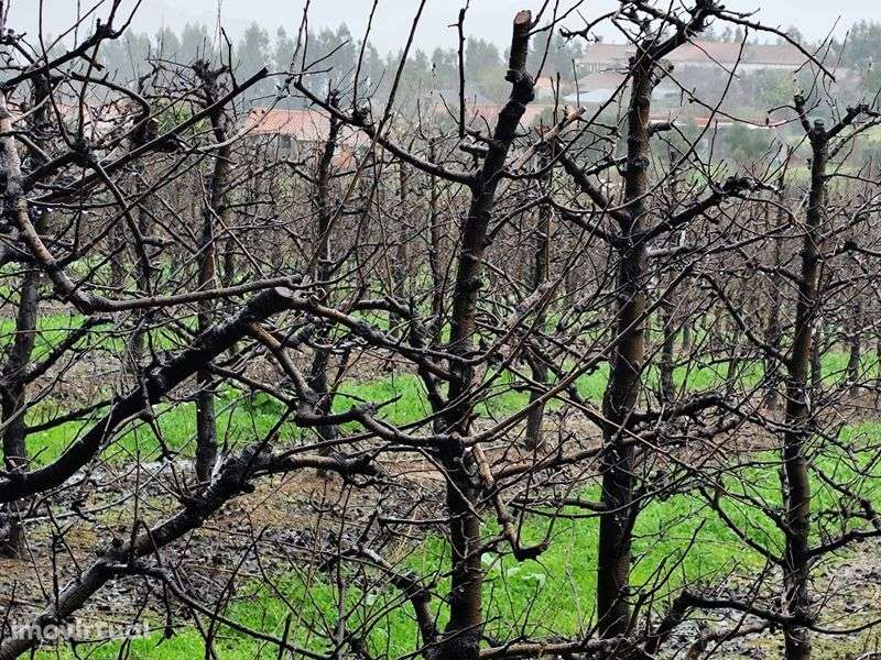 Vendo Terreno muito Bem Localizado Rua Francisco da Silva Madroeira Be - Grande imagem: 2/5