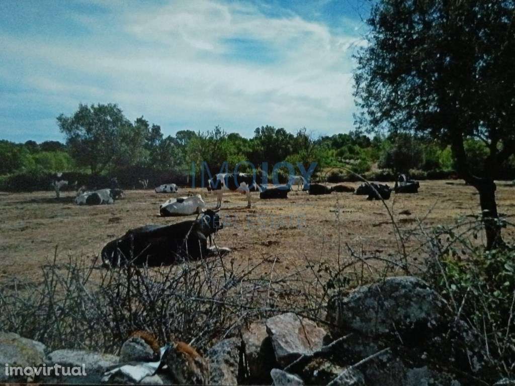 Terreno Rústico para Venda Ade, Guarda - Grande imagem: 3/12