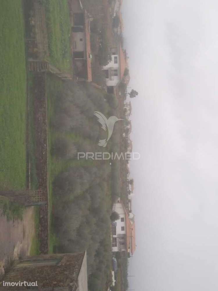 Terreno/Olival com Viabilidade de Construção - Grande imagem: 5/20