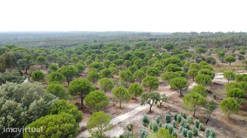 Herdade com 38 Hectares - Grande imagem: 3/12