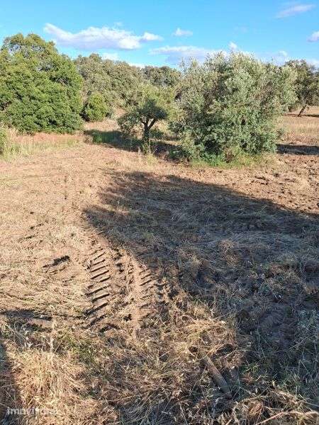 Terreno Agrícola em São Pedro do Corval - Grande imagem: 4/6