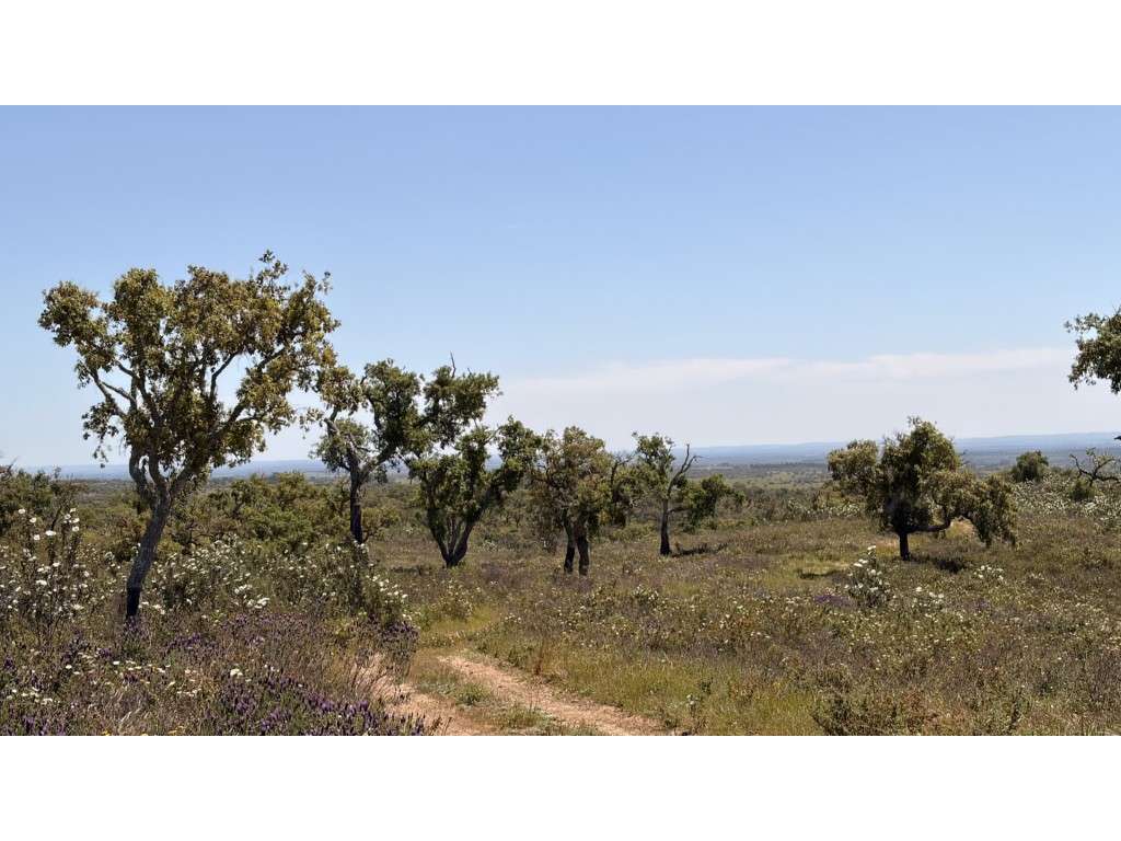 Serena Quinta de 5 Hectares Próxima de Grândola: Construa o Seu Ref... - Grande imagem: 5/11
