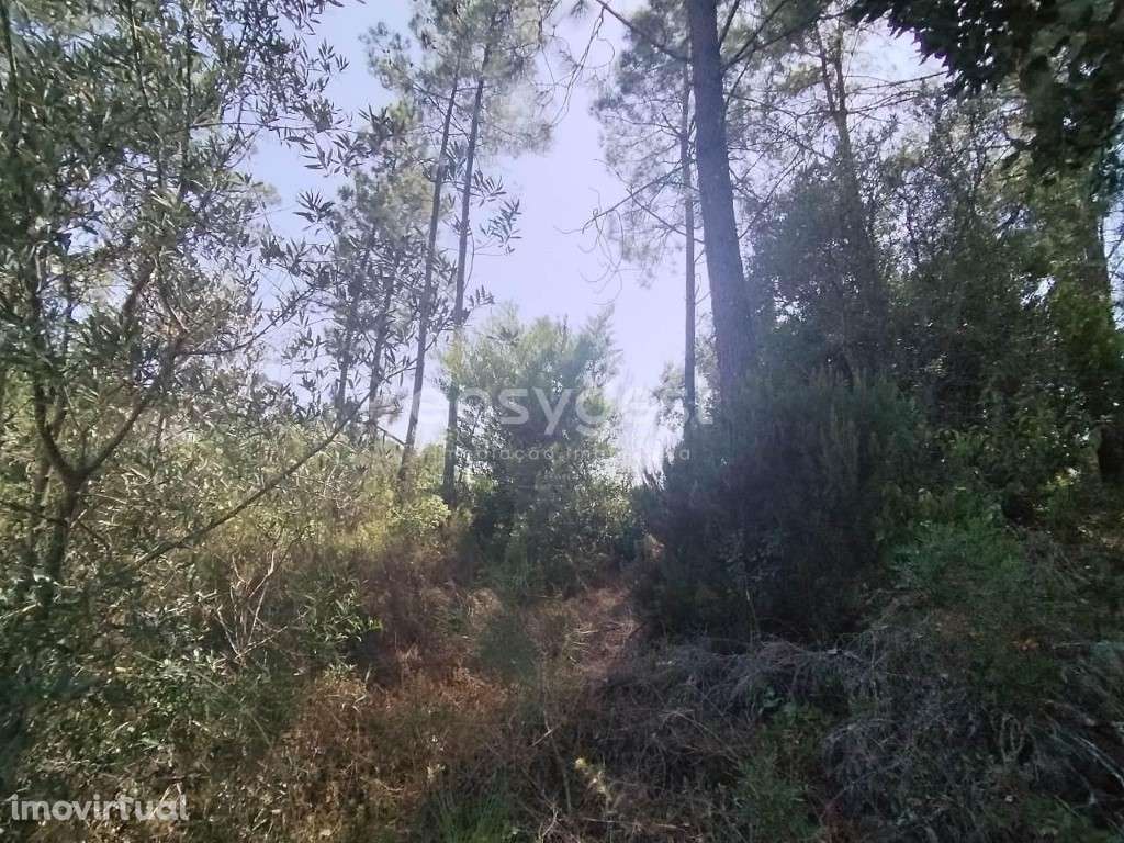 Terreno inserido na malha urbana e a cerca de 50 metros do Rio Zêzere - Grande imagem: 5/13