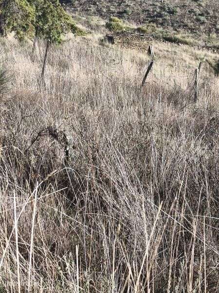 Terreno rústico em Moncorvo - Grande imagem: 3/8