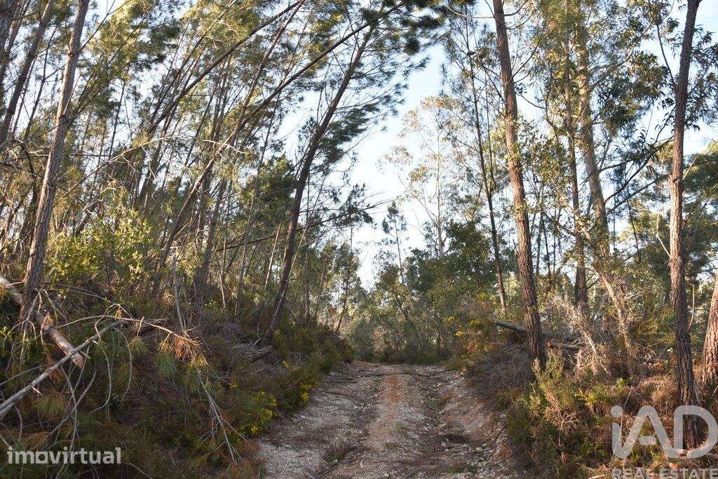 Terreno Agrícola em Chãos - Grande imagem: 2/26