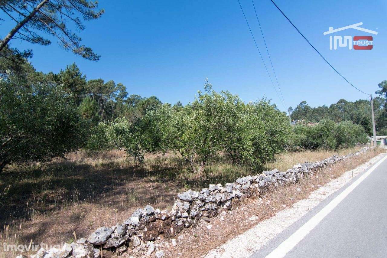 TERRENO RÚSTICO DE 930 M2 COM PINHAL E TERRA DE CULTURA - Grande imagem: 4/8