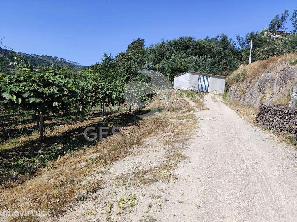 Pomar Kiwis Erica - Grande imagem: 2/6