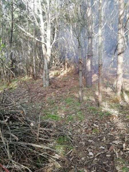 Terreno Agrícola  27322m2 - Grande imagem: 4/11