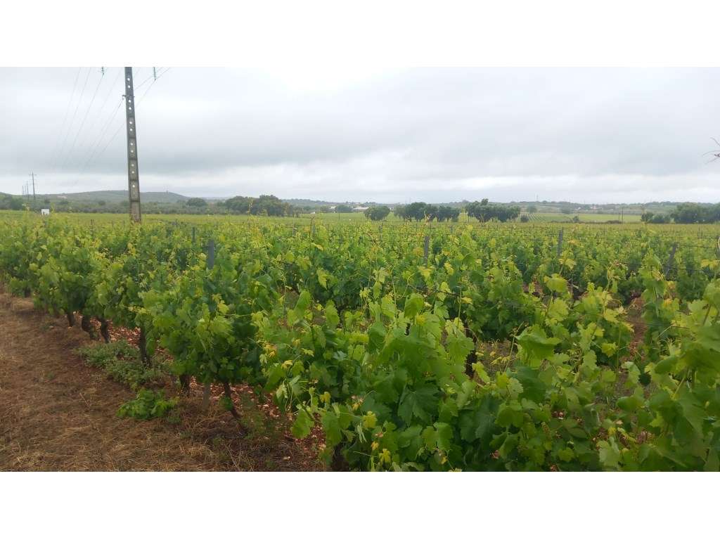18 HECTARES de VINHA em PLENA PRODUÇÃO mais 2 HECTARES URBANOS - Grande imagem: 3/9