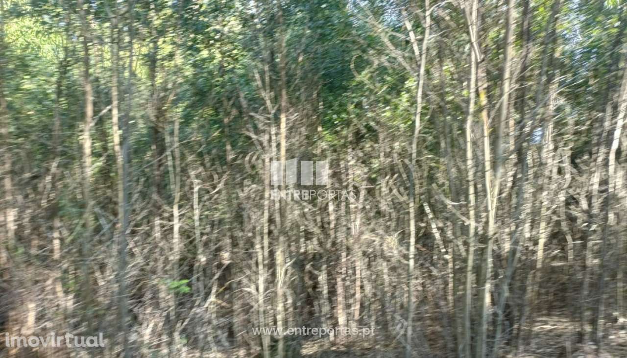 Venda Terreno  Vila Cova Penafiel - Grande imagem: 2/16