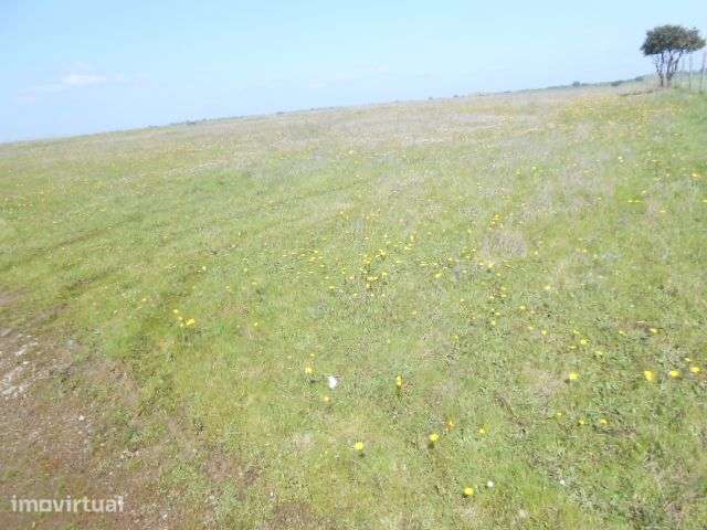 Terreno Agrícola zona Lago de Alqueva - Grande imagem: 5/8