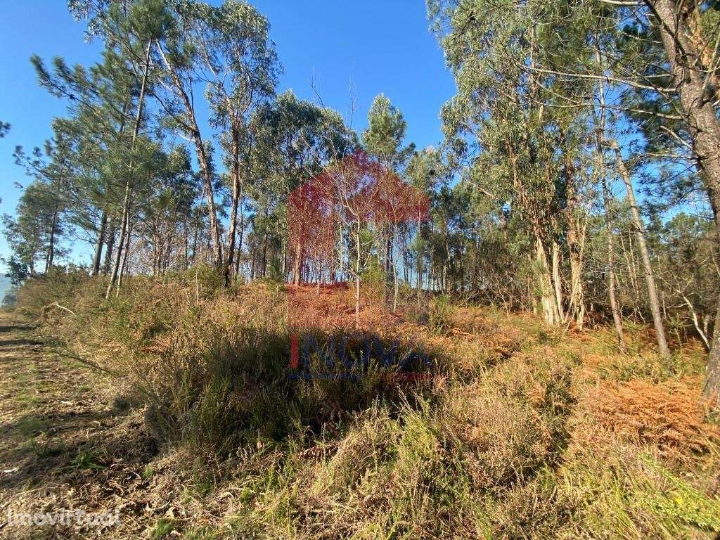 Terreno Florestal, Esqueiros - Grande imagem: 2/43